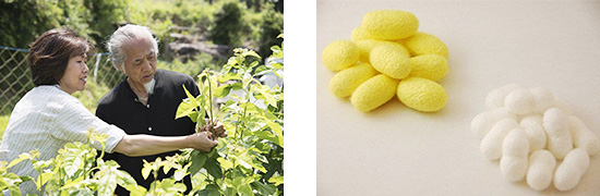 ���쉮�ł̌��w�̗l�q�ƁA�����̌����ƂȂ鉩�F�Ɣ��̖�